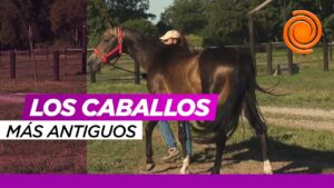 notaria-caballos-cordoba